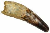 Huge, Fossil Spinosaurus Tooth - Composite Tooth #336017-1